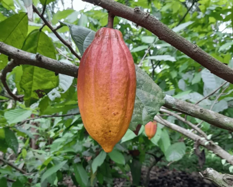 cacao panameño de exportación